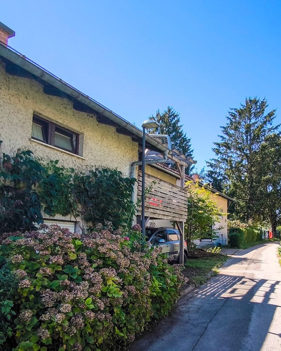 Urejena okolica hiše: obrezane hortenzije in grmovnice ob poti